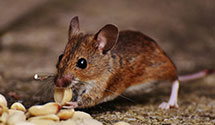 hospital-and-healthcare-facility-pest-management Experts in Minneiska